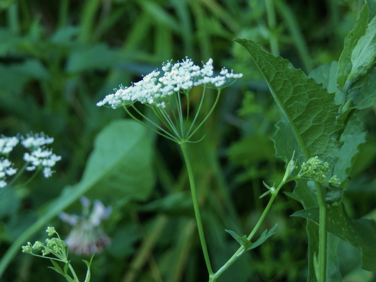 Apiacea da determinare